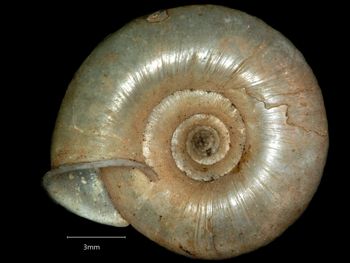 Media type: image;   Malacology 167225 Aspect: basal